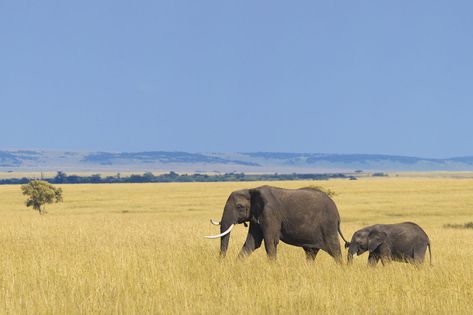 African Elephant With Calf Biome Illustration, Plants With Names, Tundra Biome, Savanna Biome, Grassland Biome, Biomes Project, Elephant Calf, African Plains, African Savannah