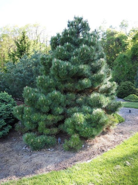 It's easy to learn how to grow Austrian pine. This versatile and stately tree does well in a variety of conditions. Austrian Pine Tree, Evergreen Landscaping, Austrian Pine, Trees For Front Yard, Growing Trees, Patio Signs, Zone 7, Gardening Zones, Black Pine