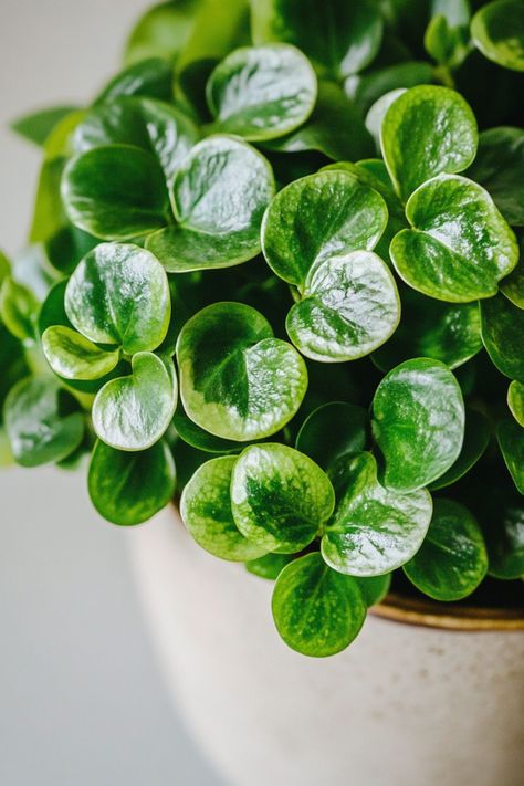 Peperomia is a charming and versatile choice for any indoor garden! 🌿🏡 Known for its unique foliage and compact growth, this plant is a delightful blend of beauty and low maintenance. Perfect for brightening up small spaces and adding a touch of greenery, Peperomia is easy to care for and bursting with visual appeal. Indulge in this stylish twist on houseplants today! 🌱✨ #Peperomia #Houseplants #IndoorGarden #GreenLiving Plant Vegetables, Plants Are Friends, Indoor Gardening, Green Living, Indoor Garden, Low Maintenance, House Plants, Small Spaces, Twist