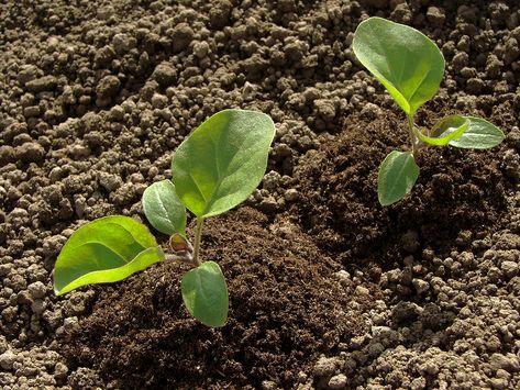 Eggplant Growing - Harvest to Table Plantarea Legumelor, Eggplant Seeds, Seed Starting, Caicos Islands, Live Plants, Garden Seeds, Turks And Caicos Islands, Rhode Island, Bitter