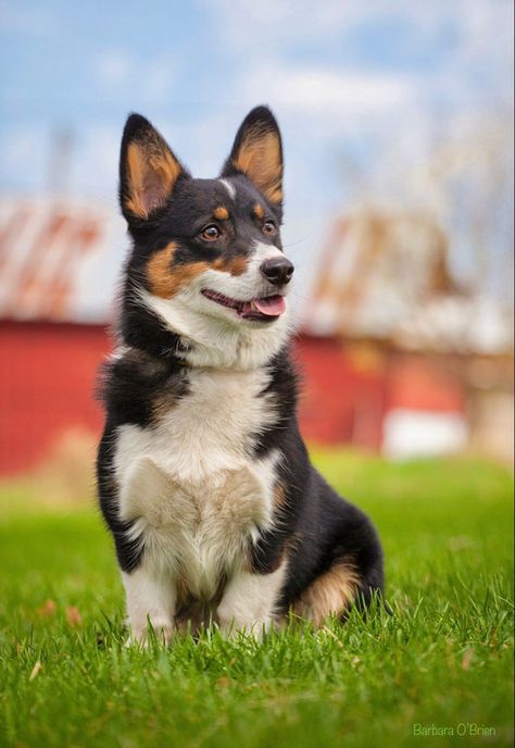 An athletic and lively little herding dog who is also an affectionate companion. Corgi Tricolor, Wire Fox Terrier Puppies, Tricolor Corgi, Black Corgi, Corgi Tattoo, Grey Tabby Kittens, Fox Terrier Puppy, Tabby Kitten Orange, Pembroke Welsh Corgi Puppies