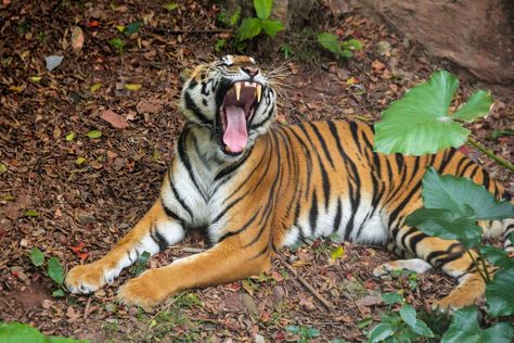 South China tiger - ZooChat South China Tiger, Zoological Garden, Panthera Tigris, Tiger Pictures, South China, Tigers, China, Media, Quick Saves