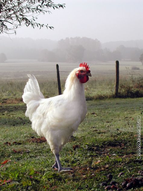 Poulet de Bresse - The beautiful white chickens from Bresse in Burgundy, France. Fell Pony, Best Egg Laying Chickens, Egg Laying Chickens, Beautiful Chickens, Chicken Art, Chickens And Roosters, White Chicken, Chicken Breeds, Hens And Chicks