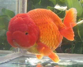 Fair Lights, Lionhead Goldfish, Yard Camping, Common Goldfish, Comet Goldfish, Goldfish Types, Oranda Goldfish, Fantail Goldfish, Goldfish Aquarium