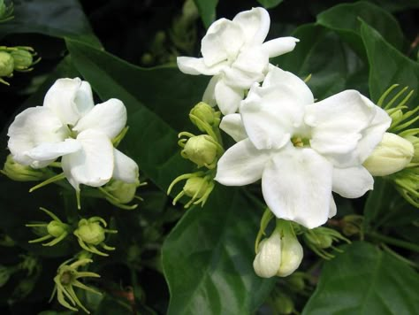 Jasmine Shrub, Sampaguita Tattoo, Filipino Flower, Creek Tattoo, Flowers In The Philippines, Philippine Flowers, Arabian Tea, Sampaguita Flower, Flower Garden Images