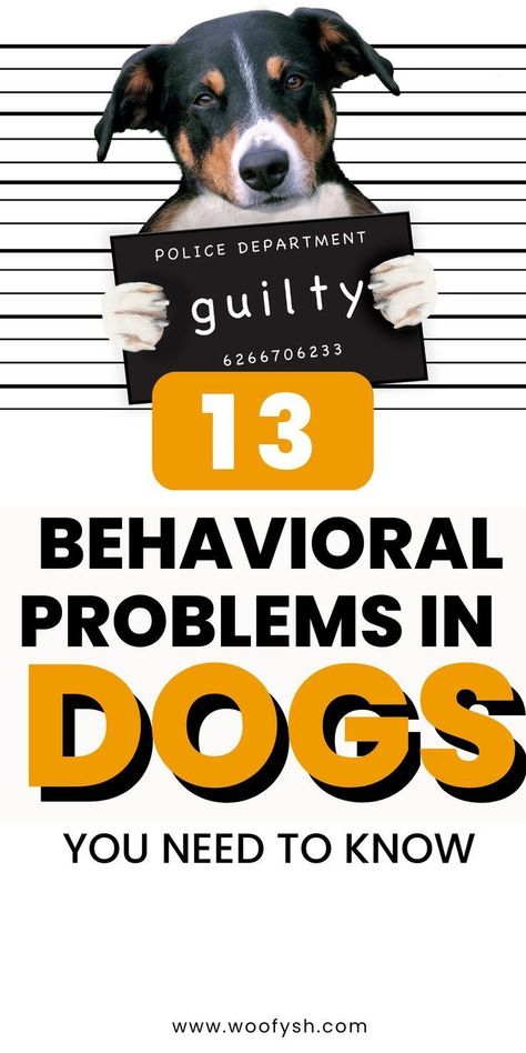 13 behavioral problems in dogs Odd Behavior, Dog Behavior Problems, Dog Video, Basic Dog Training, Vintage Pop Art, Dog Info, Behavior Problems, Funny Dog Videos, Write To Me