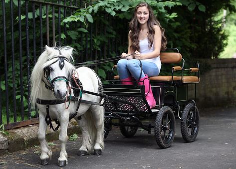 Mini Horse Cart, Miniature Horse Barn, Pony Cart, Miniature Pony, Breeds Of Cows, Miniature Ponies, Horse Wagon, Mini Horses, Horse Cart