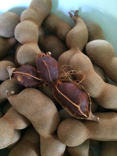 Tamarind (local name: Asam Jawa). This is a sweet variety. Taste like hawflakes Asam Jawa, Tamarindo, Middle Eastern, Fruits And Vegetables, Herbs, Fruit, Plants, Quick Saves, Tela