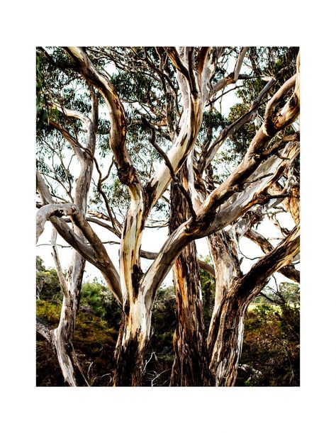 Escape To Southern Ocean Lodge, Kangaroo Island Kara Rosenlund, Australia Landscape, Australian Trees, Australian Photography, Australian Summer, Eucalyptus Trees, Australia Country, Kangaroo Island, Southern Ocean