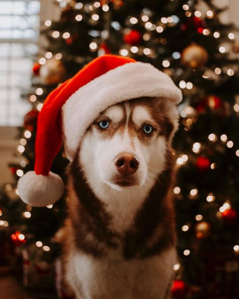 Christmas Dog Decor, Dog Christmas Photos, Dog Christmas Pictures, Regnul Animal, Dog Photoshoot, Foto Tips, Christmas Puppy, Christmas Photoshoot, Dog Wallpaper