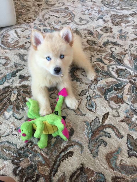 Pomeranian Puppy White, Pomenarian Puppy, White Pomsky, Cream Pomeranian Puppy, Cute Pomsky, Pomsky Puppy Full Grown, Pomsky Puppy, Pomsky Puppies, Teacup Pomeranian