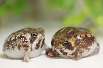 "Stop it. Just stop it. Everything you do is maddening." 20 Rain Frogs That Have Had It With This Week Pet Frogs, Frog Life, Frog Pictures, Funny Frogs, Frog Art, Frog And Toad, Reptiles And Amphibians, Cute Frogs, Amphibians