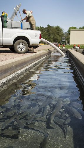 Rainbow trout in raceway at GPNFH | by USFWS Mountain Prairie Fish Hatchery, Chicken House, Rainbow Trout, Railroad Tracks, Photo Credit, Fish, Rainbow, Chicken