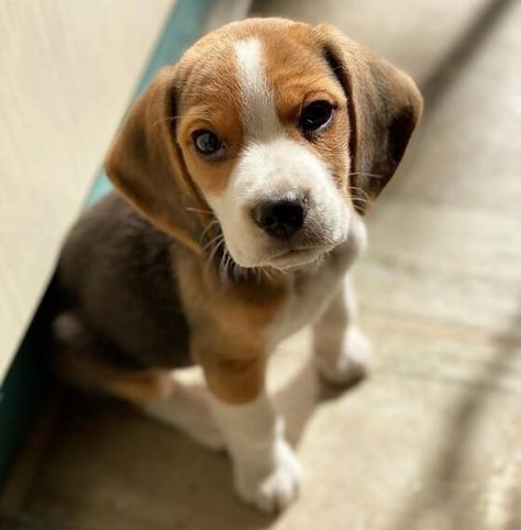 92 Male Beagle Names - The Dogman Beagle Names, Lemon Beagle, Beagle Puppy, Beagle Dog, Doesn't Matter, Novel Writing, Cool Names, Dog Names, A Boy