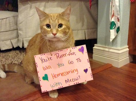 Now this is how to ask your girl to homecoming  . . . . Cat Promposal Ideas, Cat Hoco Proposal, Sister Promposal, Cat Promposal, Dance Asks, Girlfriend Proposal, Dance Proposals, Prom Proposals, Cute Homecoming Proposals