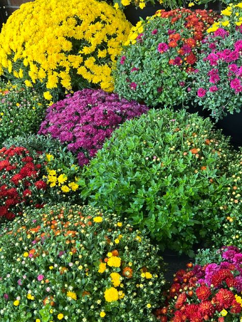 How To Water Mums, How To Care For Mums In Pots, Mums Care Tips, Mum Garden Ideas, Planting Mums In Ground, How To Take Care Of Mums In Pots, Repotting Mums, Caring For Mums In Pots, How To Care For Mums