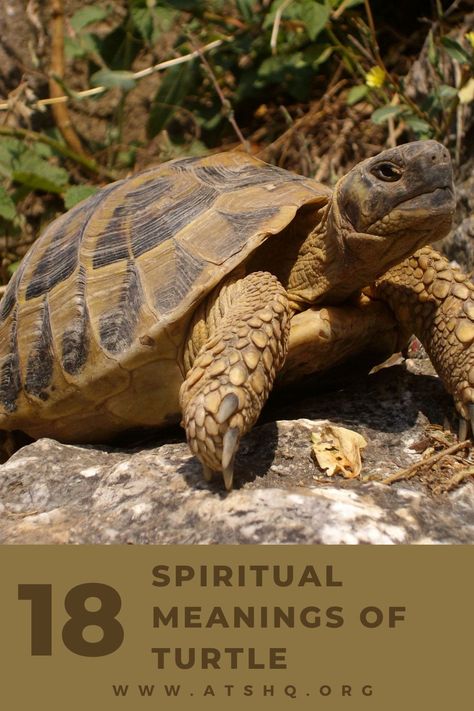 Turtle Meaning, Turtle Spirit Animal, Turtle Symbolism, Spirit Animal Meaning, Water Turtle, Animal Meanings, Power Animal, Terrapin, As Humans