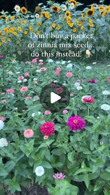 Melinda Edwards on Instagram: "If you love zinnias but maybe not all the bright colors that come in a mix…looking at you yellow zinnias! Do this instead…buy individual seed packets in colors you do love and even different types. For instance, the zinnia colors and varieties shown here in my garden are:  🌸Benary Giant White, Wine, and Salmon 🌸Oklahoma White, Ivory and Salmon 🌸Queen Lime Red   I just opened the packets, dumped them in a tray, mixed them all together and direct sowed them in the ground after our last frost date. The result was absolutely beautiful and I only have the colors in my zinnia patch that I love! No more random yellows and no more planting in color blocks😉! I will forever plant my zinnias this way in the future. Will you give it a try with your favorite colors? Zinnia Garden Landscapes, Zinnia Garden, Zinnia Flowers, Cut Flower Garden, Seed Packets, Do Love, My Garden, Cut Flowers, If You Love