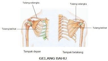 Wajib Tahu! Ini Dia Informasi Lengkap Tulang Gelang Bahu Biology Classroom, Disney Films, Ipa, Biology, Clothes Hanger