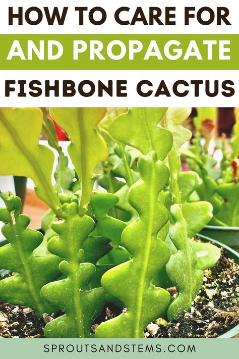 Learn everything you need to know about fishbone cactus care and propagation in this post! The fishbone cactus (Epiphyllum anguliger) is a super cool epiphytic cactus known for its extremely unique fishbone shape | fishbone cactus | fishbone cactus care | fishbone cactus flower | fishbone cactus propagation Cactus Propagation, Indoor Forest, Indoor Nature, Fishbone Cactus, Propagation Tips, Cactus House, Mystical Garden, Plant Shopping, Cactus House Plants