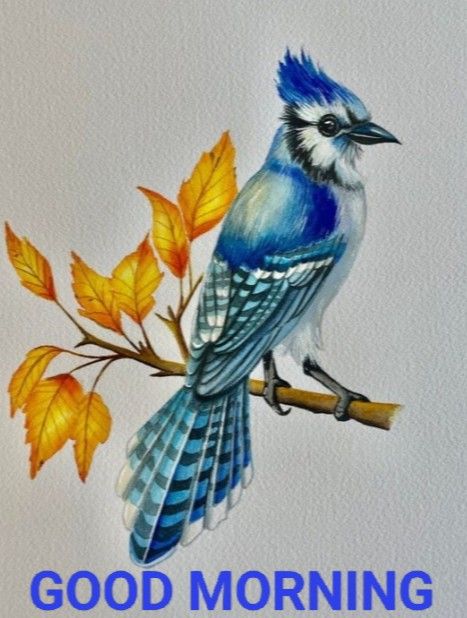 Bird Drawings Watercolor, Colorful Bird Drawing, Bluejay Watercolor, Watercolor Bluejay, Bluejay Drawing, Watercolor And Colored Pencil Art, Bluejay Art, Watercolor Birds Paintings, Bluejay Tattoo