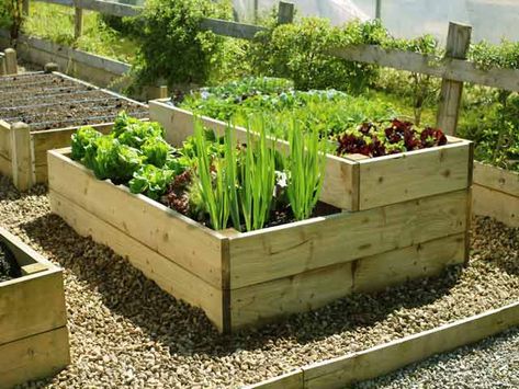 Low Maintenance Garden Design, Raised Garden Bed Plans, Raised Vegetable Gardens, Vegetable Beds Raised, Small Vegetable Gardens, Vegetable Garden Planning, Plants Growing, Diy Raised Garden, Backyard Vegetable Gardens