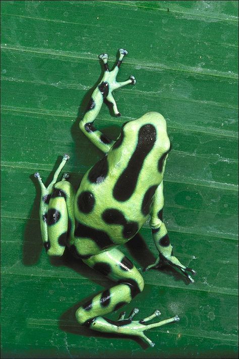 green poison dart frog www.boneyardbakery.net Poison Frog, Poison Dart Frog, Dart Frogs, Amazing Frog, Old Souls, Poison Dart, Frog Pictures, Frog Tattoos, Dart Frog