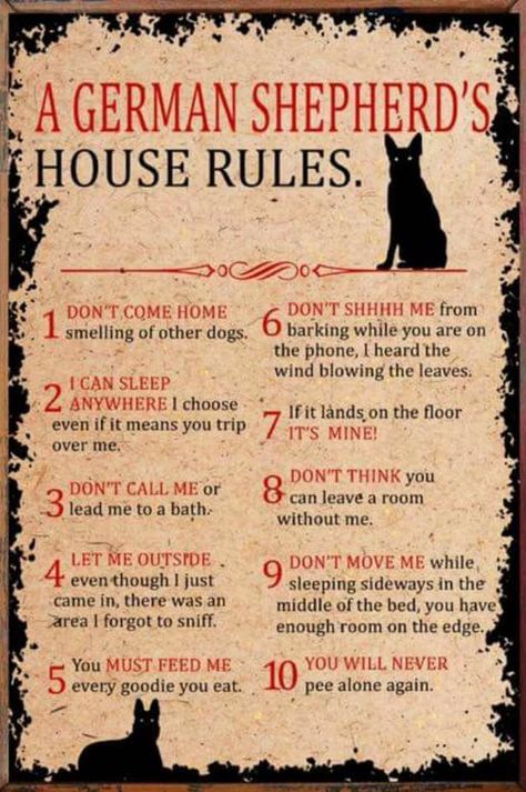 The German Shepherd German Shepherd Quotes, German Shepherd Puppies Training, German Shepherd Training, German Shepherd Funny, White German Shepherd, Dog White, Dog German, Black German Shepherd, House Rules