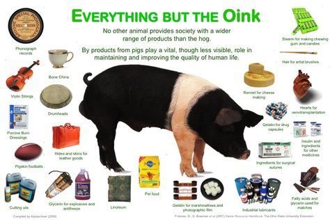 Everything but the oink: The many products that come from pigs.