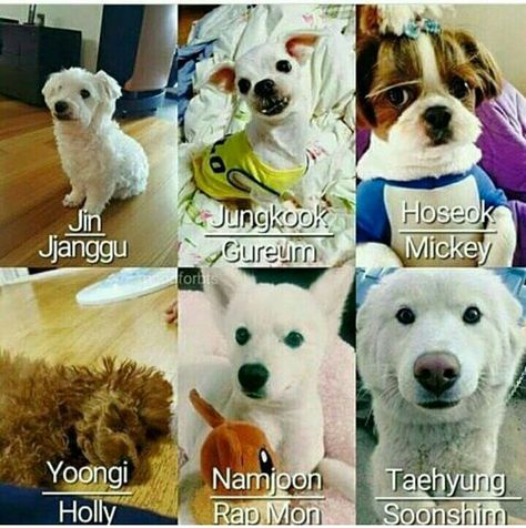 The name of the pet dogs of BTS! Korean Dog Names, Jimin's Dog, Bts Dogs, Blackpink And Bts, Bulletproof Boy Scouts, About Bts, Bts Members, Fan Fiction, Cute Animal Drawings