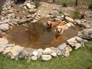 Outdoor Dog Area, Dog Pond, Goat Playground, Dog Friendly Backyard, Backyard Plans, Dog Backyard, Golden Retriever Rescue, Play Pen, Cool Dog Houses