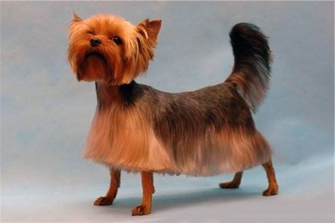 13 Dogs That Really Regret Their Haircut - Cheezburger - Funny Memes | Funny Pictures | Cats | Animal Gifs | Gif | Memes | Funny Yorkie Hair, Yorkshire Terrier Grooming, Yorkie Cuts, Yorkie Hairstyles, Yorkie Haircuts, Yorkshire Terrier Haircut, Ugly Dogs, Dog Haircuts, Yorkie Terrier