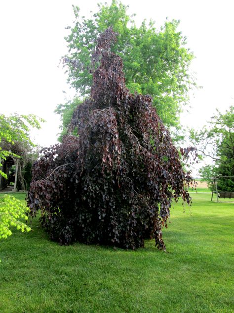 Purple Fountain Beech Tree Purple Fountain Beech Tree, Purple Beech Tree, Garden Purple, Shed Greenhouse, Greenhouse Garden, Gothic Garden, Beech Tree, Future Garden, Screen Porch