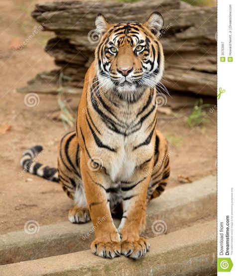 Female Tiger Tattoo Inspiration. Tiger Sitting, Female Tiger, Tiger Walking, Tiger Pictures, Siberian Tiger, Tiger Cub, Bengal Tiger, Tiger Woods, Shower Curtain Set