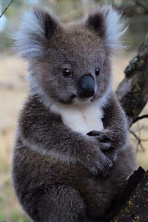 Cute Koala Bear, Koala Bears, Australia Animals, Baby Koala, Cute Animal Illustration, Australian Animals, Silly Animals, Cute Wild Animals, Animal Videos