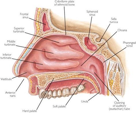 nasal vestibule Nose Diagram, Anatomi Dan Fisiologi, Respiratory System Anatomy, Paranasal Sinuses, Soft Palate, Craniosacral Therapy, Nasal Cavity, Brain Anatomy, Human Anatomy And Physiology