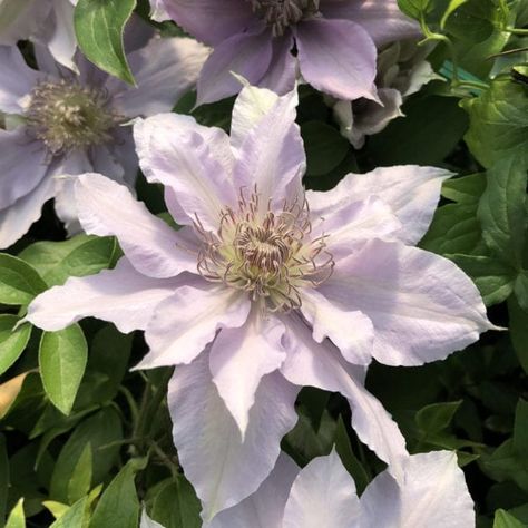 Clematis Care - Planting, Growing & Pruning Information Lavender Clematis, Clematis Care, Purple Clematis, Clematis Plants, Clematis Flower, Day Lilies, Pale Lavender, Flower School, Handmade Plant