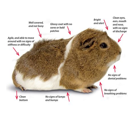 Nine daily health checks for guinea pigs. Guinea Pig Information, Guinea Pig Diet, Diy Guinea Pig Cage, Guinea Pig Diy, Pig Care, Guinea Pig Food, Guinea Pig House, Baby Guinea Pigs, Pig Pictures