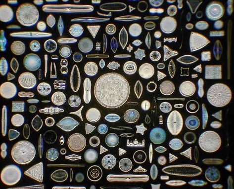 Microscopic Photography, Microscopic Images, Tiny Plants, Math Art, Photosynthesis, Ocean Creatures, Science Art, Editorial Illustration, Pretty Cool