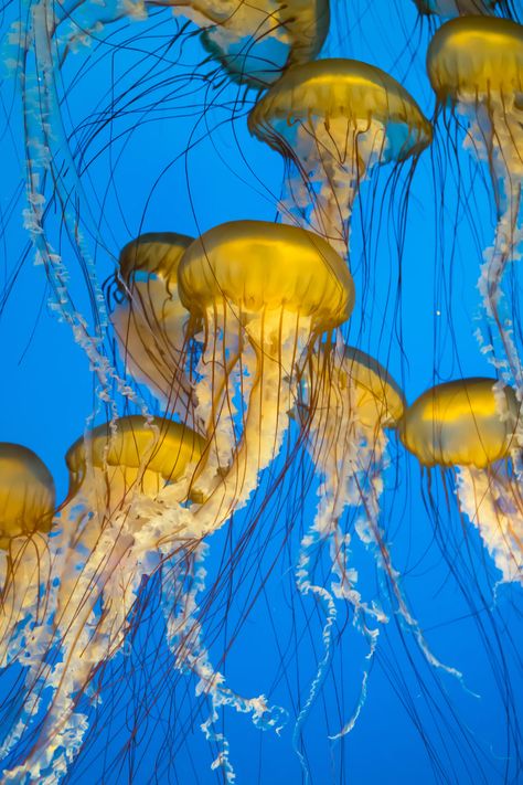 Background Jellyfish, Cool Jellyfish, Yellow Jellyfish, Layers Of The Ocean, Jellyfish Photo, Jellyfish Wallpaper, Jellyfish Aquarium, Sea Jellies, Cnidaria