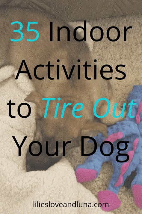 Activities For Dogs, Dog Boredom, Dog Remedies, Diy Dog Toys, Dog Enrichment, Dog Games, Dog Training Advice, Dog Brain, Dog Things