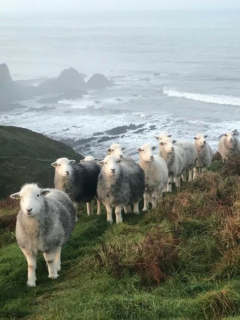 Farm Lifestyle, Sheep And Lamb, Cute Sheep, Animals Of The World, Funny Animal Pictures, Lake District, Art Of Living, Zebras, Animals Friends