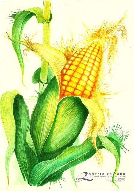 watercolor_corn | Flickr - Photo Sharing! Corn Cob, Corn Drawing, Corn Painting, Pencil Shading Techniques, Food Art Painting, Vegetable Illustration, Garden Mural, Corn Plant, Tropical Painting