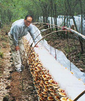 Growing Mushrooms At Home, Mushroom Cultivation, Garden Mushrooms, Garden Veggies, Hydroponic Gardening, Veggie Garden, Growing Food, Edible Garden, Farm Gardens