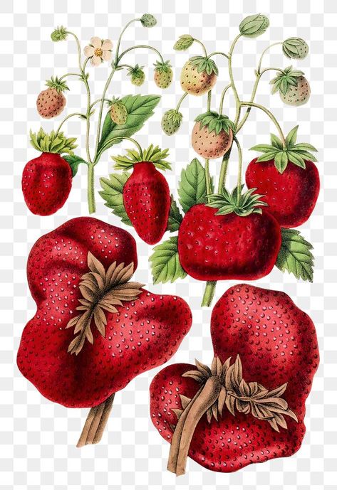 Strawberry Botanical, Strawberry Vintage, Strawberry Clipart, Vintage Png, Botanical Watercolor, Clipart Design, Free Illustrations, Vintage Flowers, Clip Art