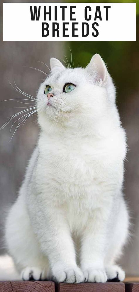 White Cat Breeds - The Most Popular White Cat Breeds And Their Care White Cats Aesthetic, Russian White Cat, White Cat Meme, White Cat Breeds, Aesthetic Cat Drawing, Botanical Tattoos, Kitten Breeds, Chicken Cat, Orange And White Cat