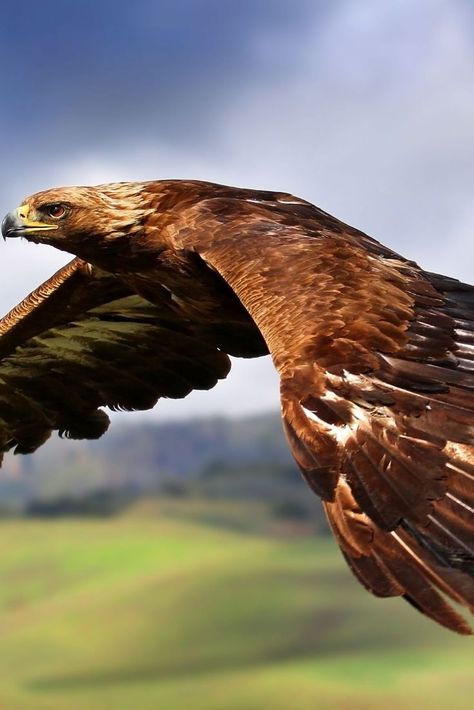 Golden Eagle Flying, Flying Wallpaper, Raptors Bird, Eagle Flying, Field Wallpaper, Eagle Wallpaper, Eagles Wings, Bear Paintings, Eagle Bird