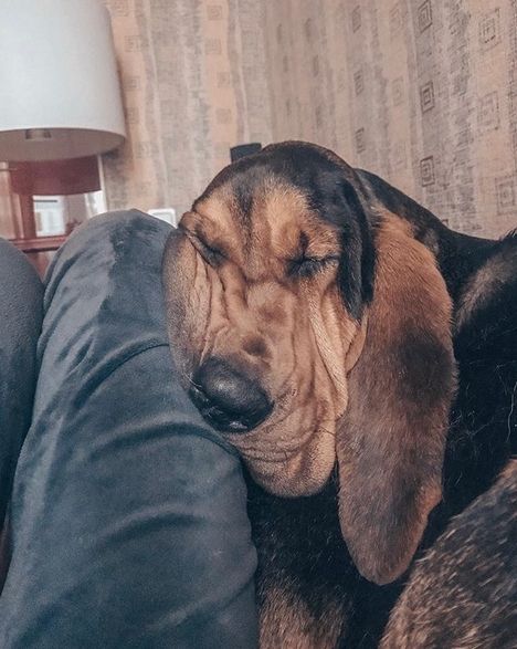 10+ Things Only Bloodhound Owners Will Understand Bloodhound Aesthetic, Extra Large Dog Breeds, Blood Hound, Ancient Egypt Pyramids, Types Of Dogs Breeds, Egypt Pyramids, Bloodhound Dogs, John Ward, All Types Of Dogs