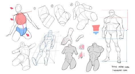 "Online Class demo and old project" by TB Choi Tb Choi Anatomy, Tb Choi, Human Anatomy Drawing, Human Anatomy Art, Anatomy Sketches, Body Reference Drawing, Anatomy Study, Gesture Drawing, Anatomy Drawing