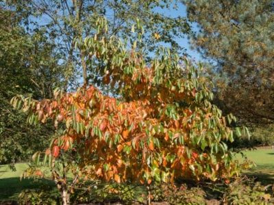 Tupelo Tree, Gum Trees, Tupelo Honey, Chattahoochee River, Tree Growing, Street Trees, Wood Ducks, Tree Care, Shade Trees